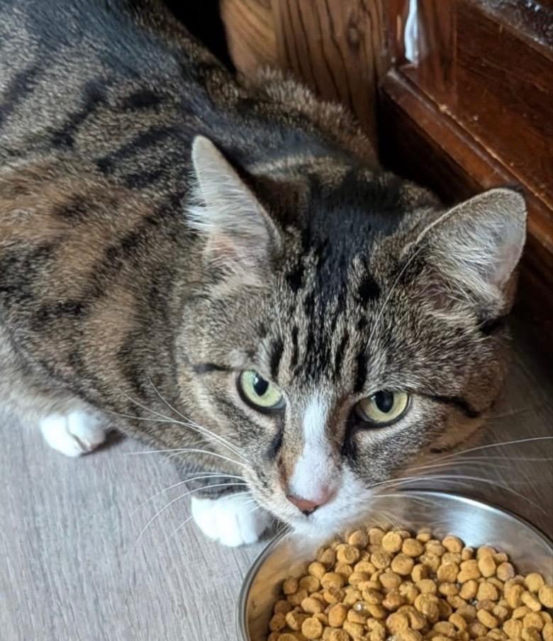 Momma, a Adoptable Domestic Short Hair in Gorham, ME image 1/5