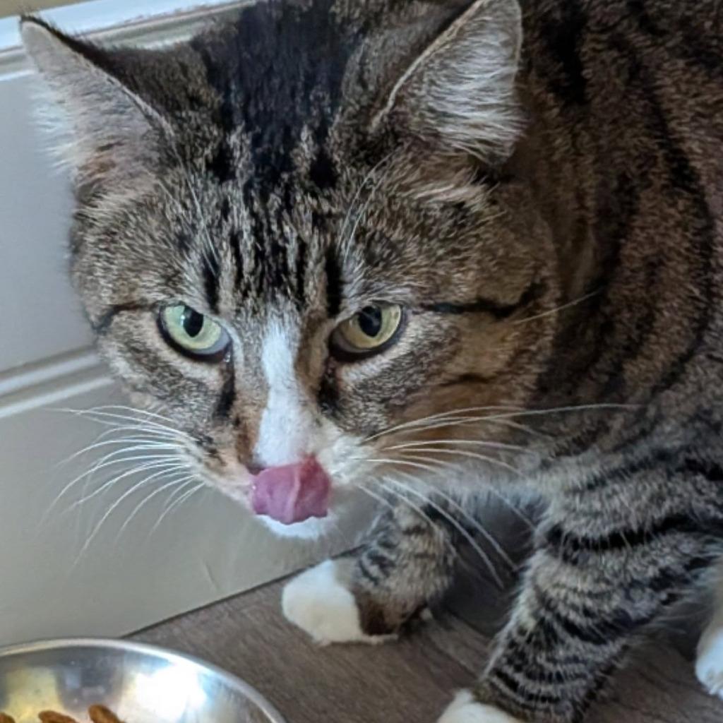 Enlarge Momma, a Adoptable Domestic Short Hair in Gorham, ME image 1/4