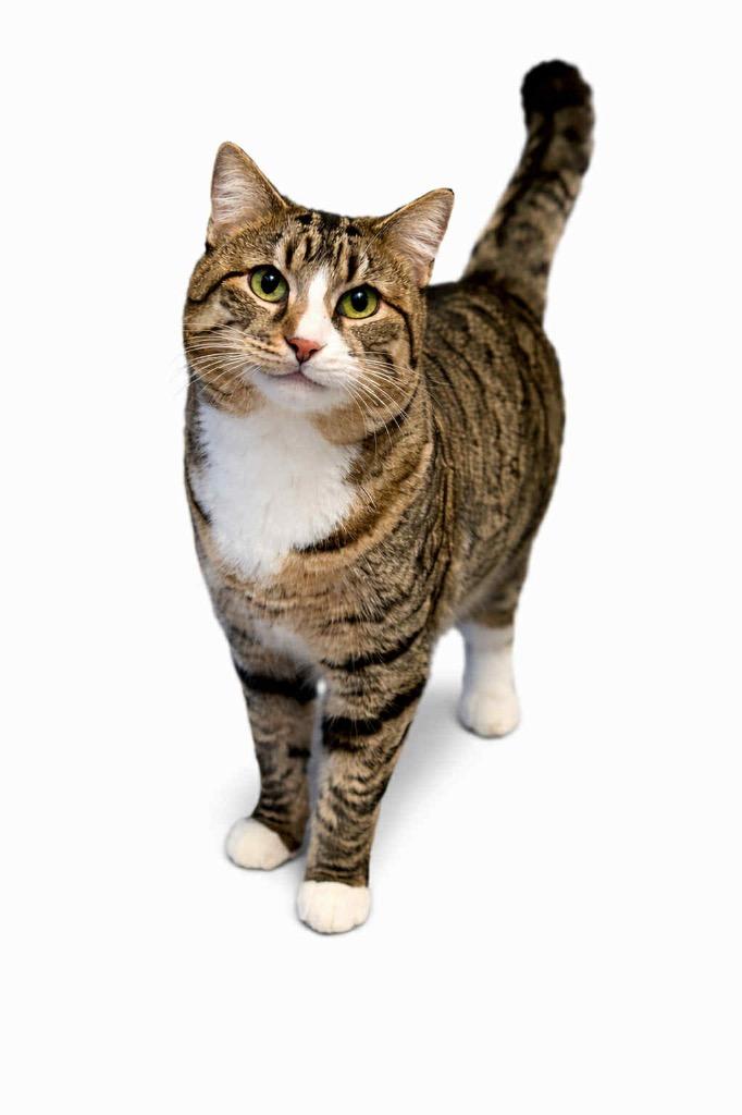 Enlarge Momma, a Adoptable Domestic Short Hair in Gorham, ME image 2/4