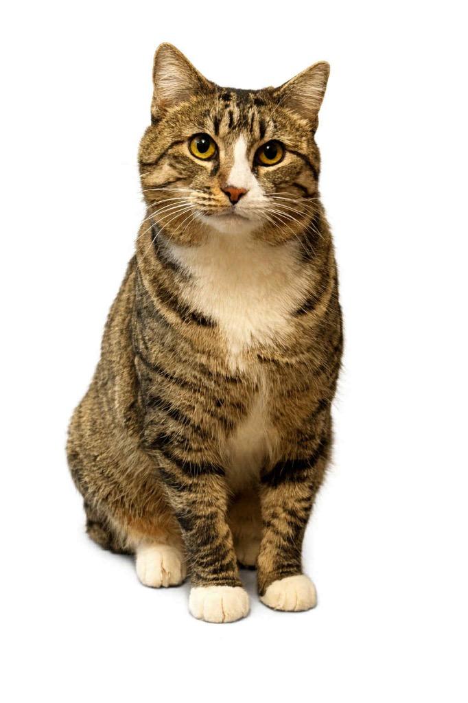Enlarge Momma, a Adoptable Domestic Short Hair in Gorham, ME image 3/4