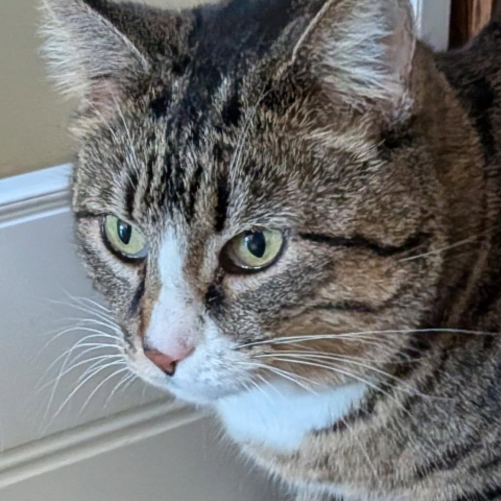 Enlarge Momma, a Adoptable Domestic Short Hair in Gorham, ME image 4/4