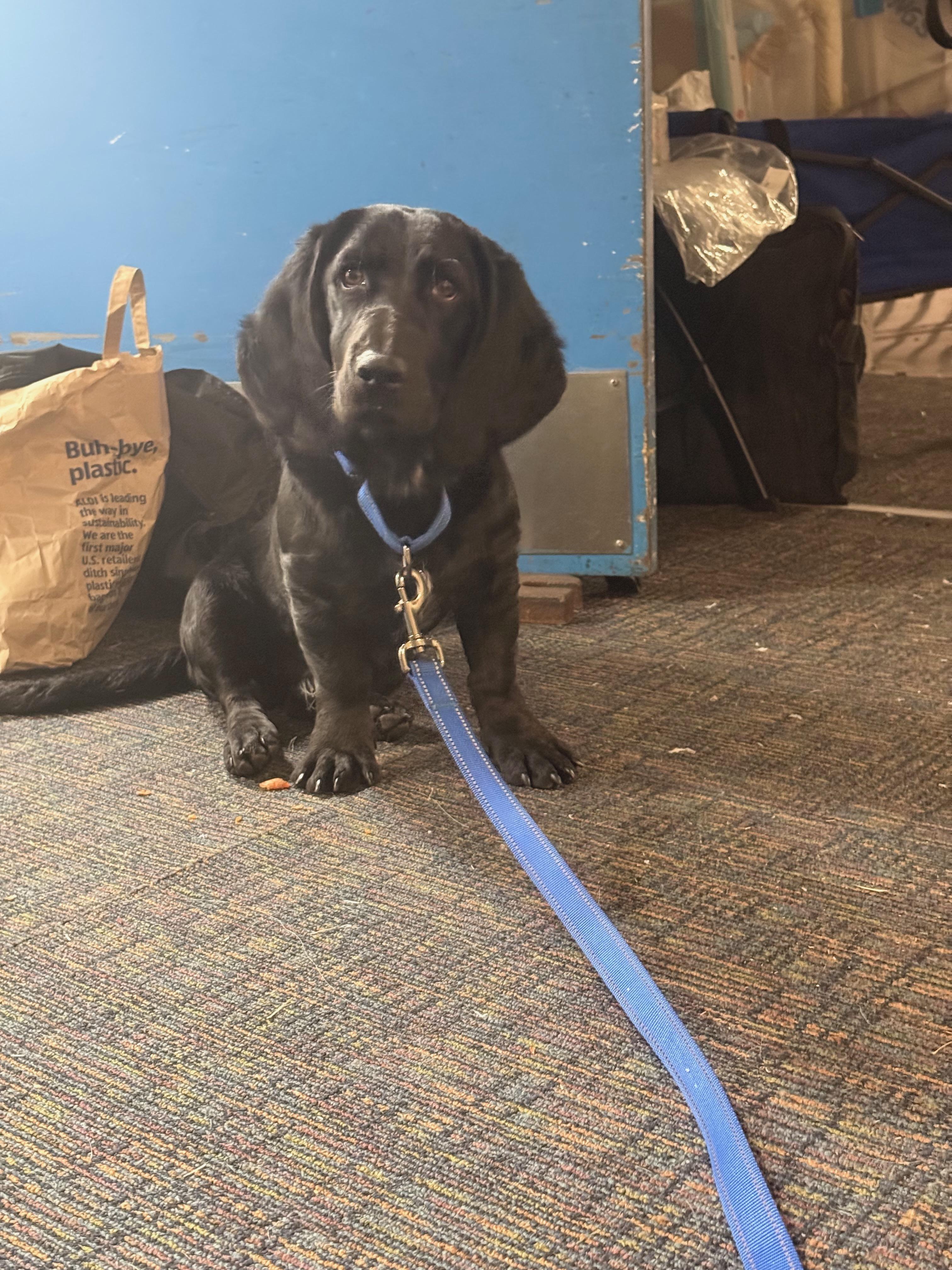 Enlarge Maverick, a ADOPTABLE mixed breed in Columbia, SC image 4/5