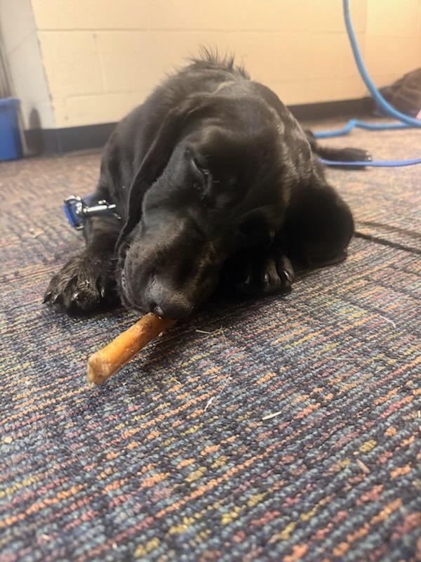 Enlarge Maverick, a ADOPTABLE mixed breed in Columbia, SC image 2/5