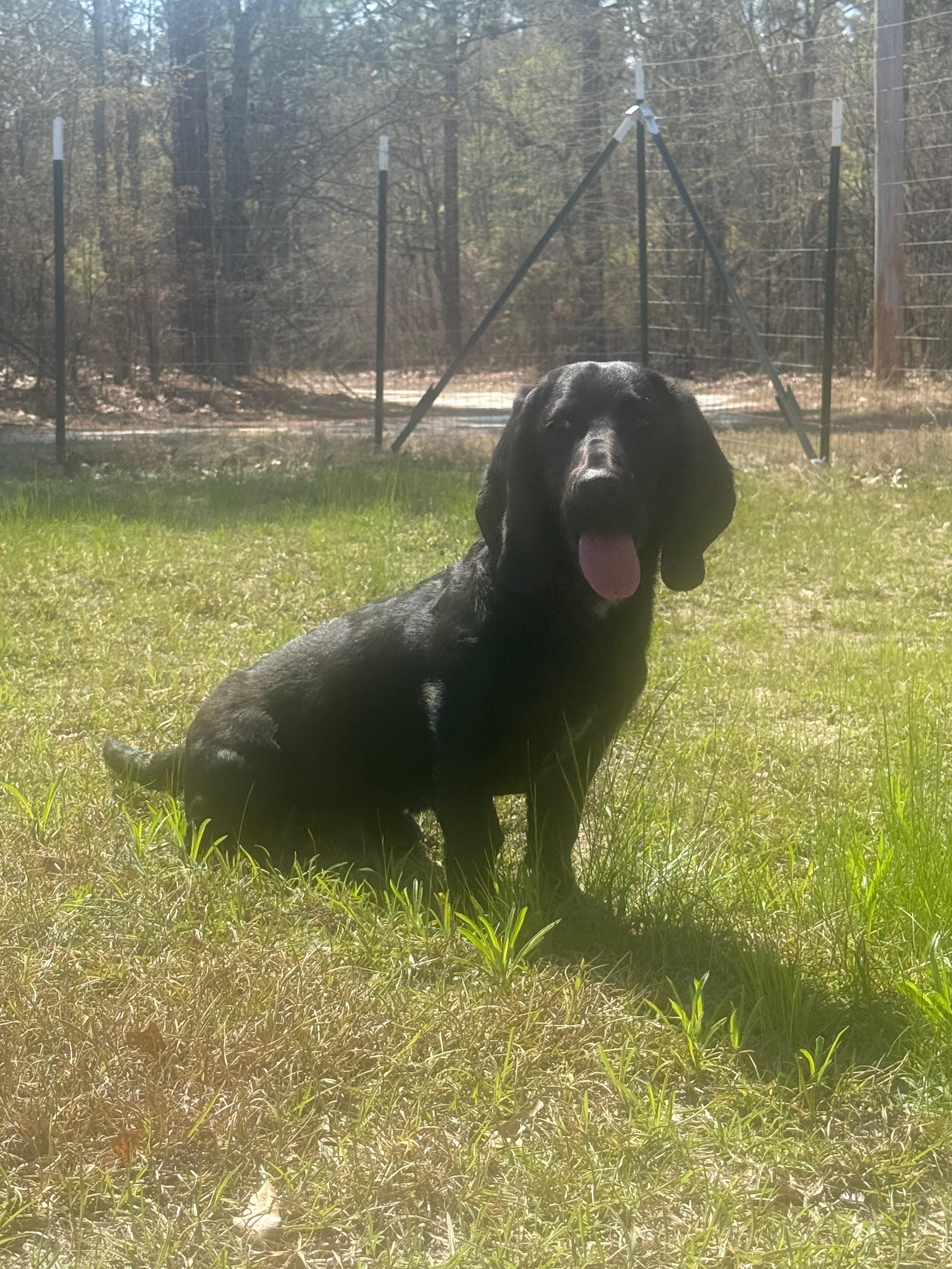Maverick, ADOPTABLE, Puppy Male Basset Hound & Boykin Spaniel.
