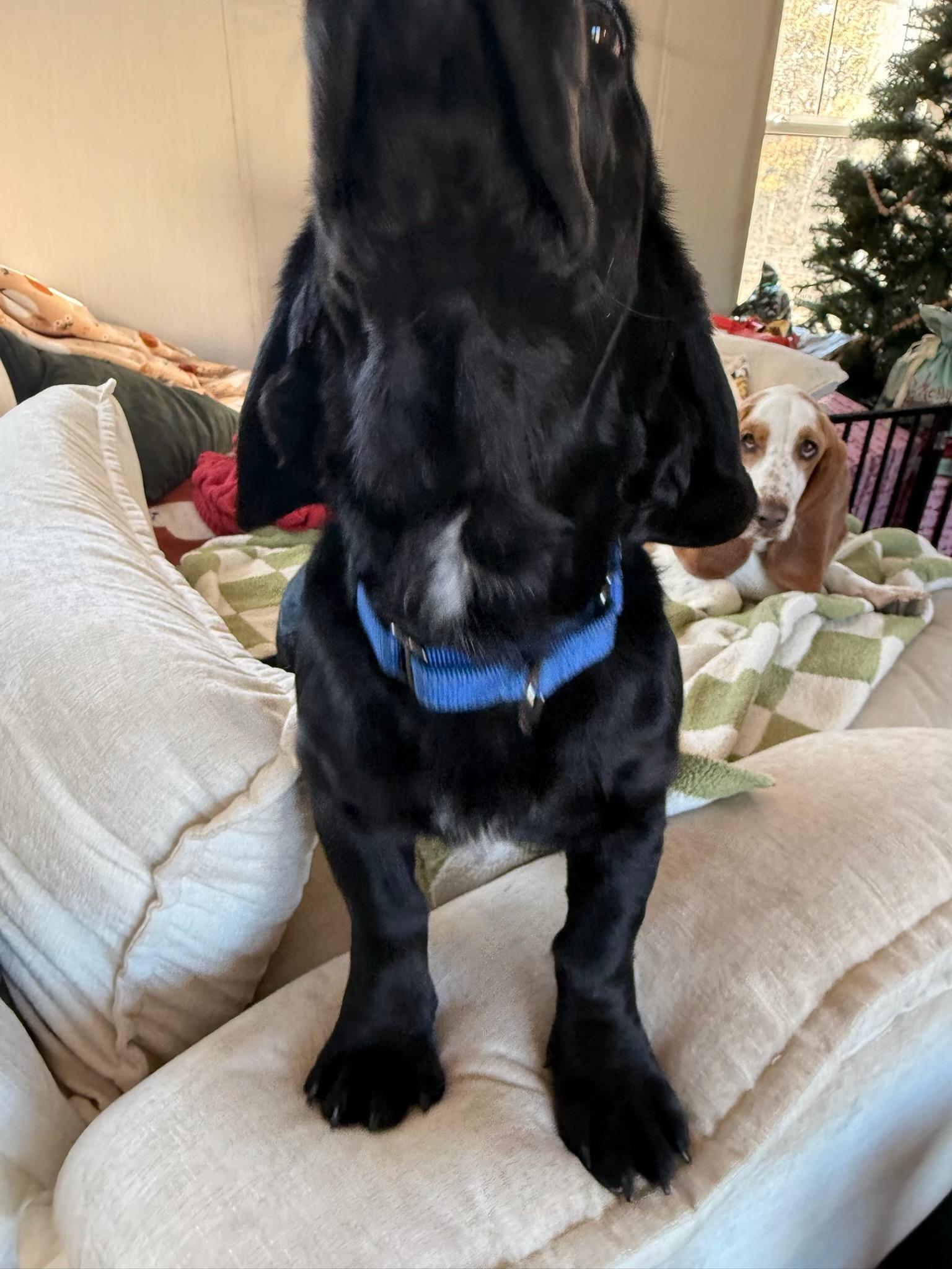 Enlarge Maverick, a ADOPTABLE mixed breed in Columbia, SC image 3/5