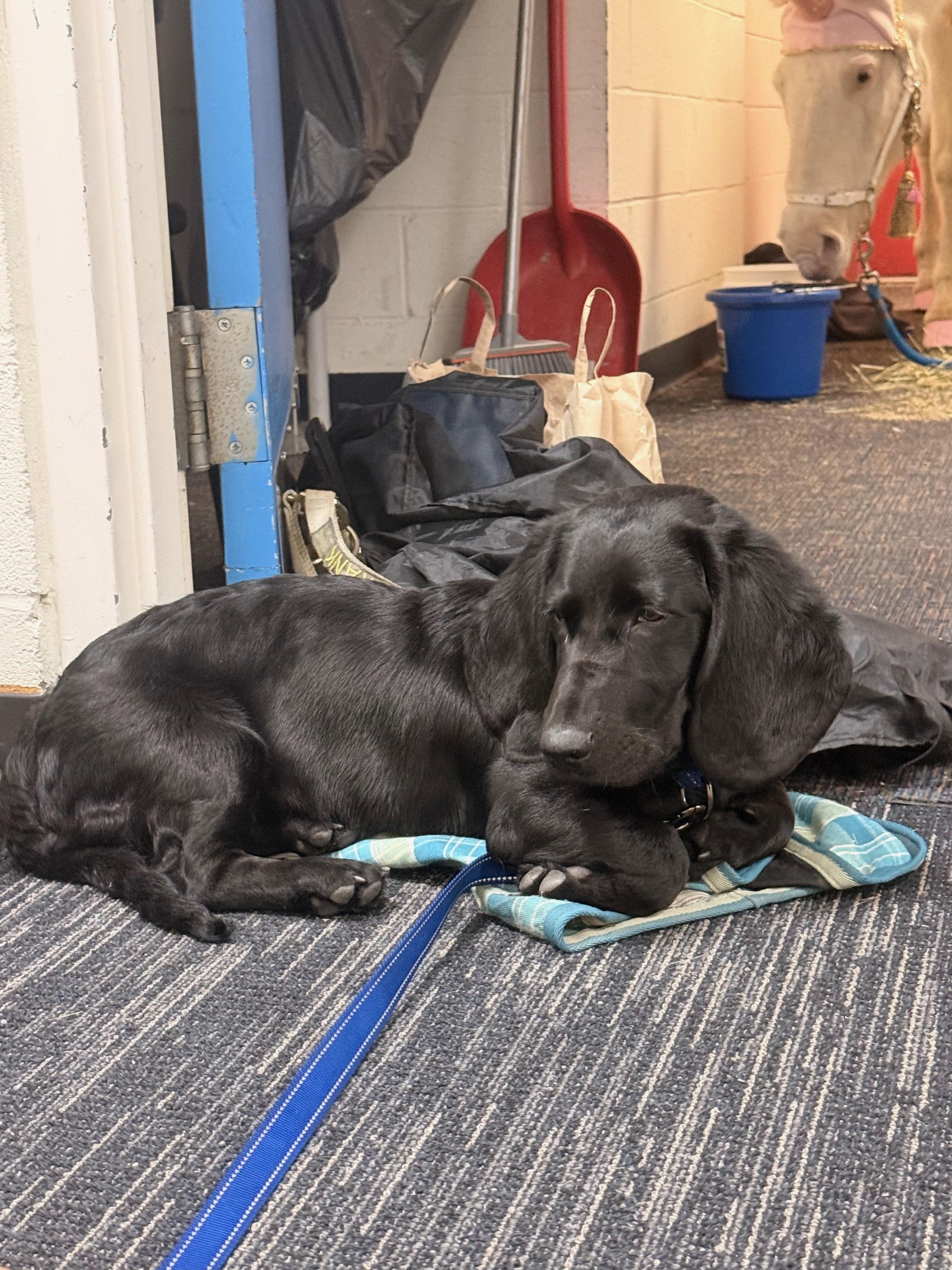 Enlarge Maverick, a ADOPTABLE mixed breed in Columbia, SC image 5/5