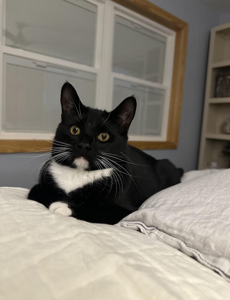 Sylvester, Adoptable, Adult Male Domestic Short Hair.