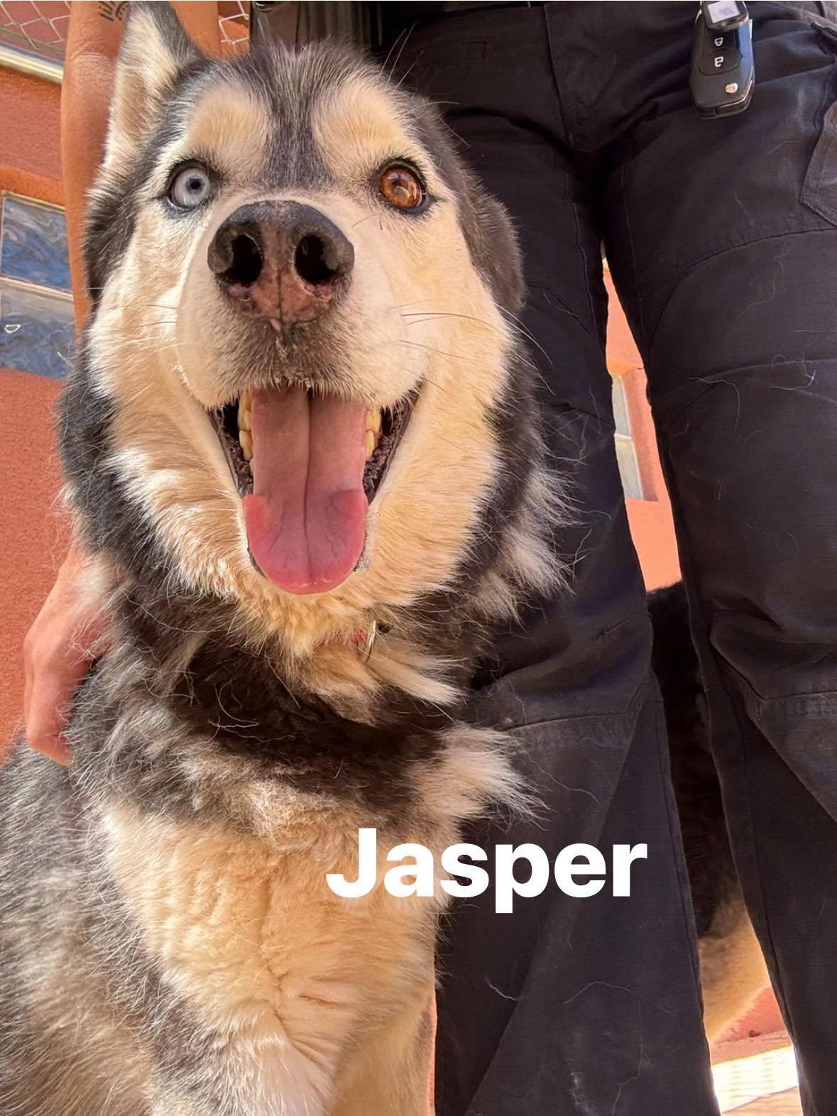 Enlarge Jasper, a Adoptable Siberian Husky in Ivins, UT image 3/3