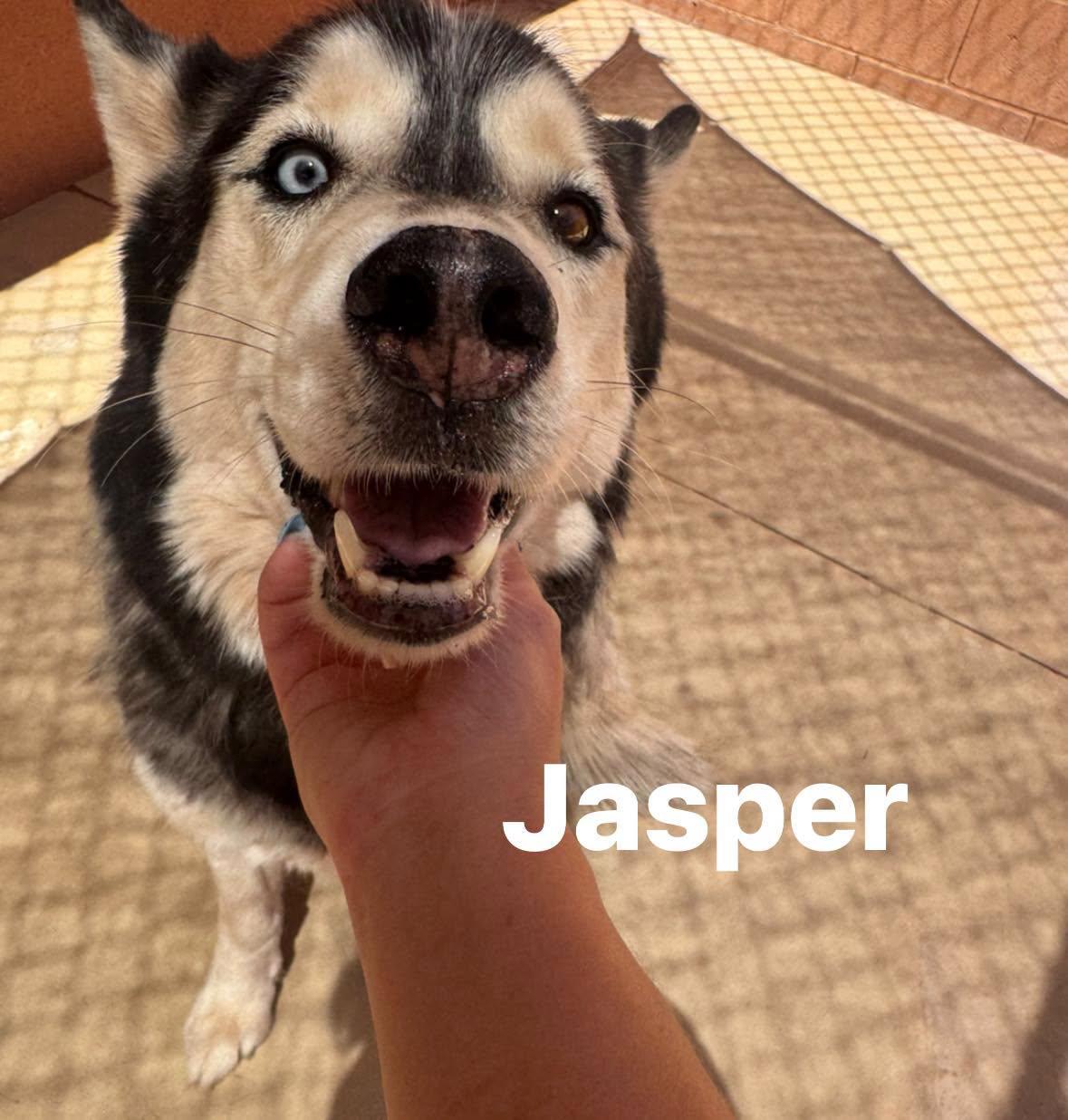 Jasper, Adoptable, Adult Male Siberian Husky.