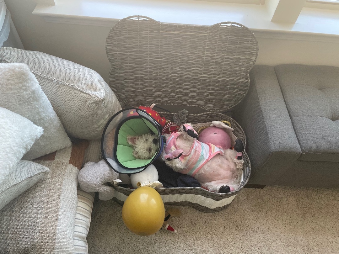 JoJo, Adopted, Senior Female Maltese.