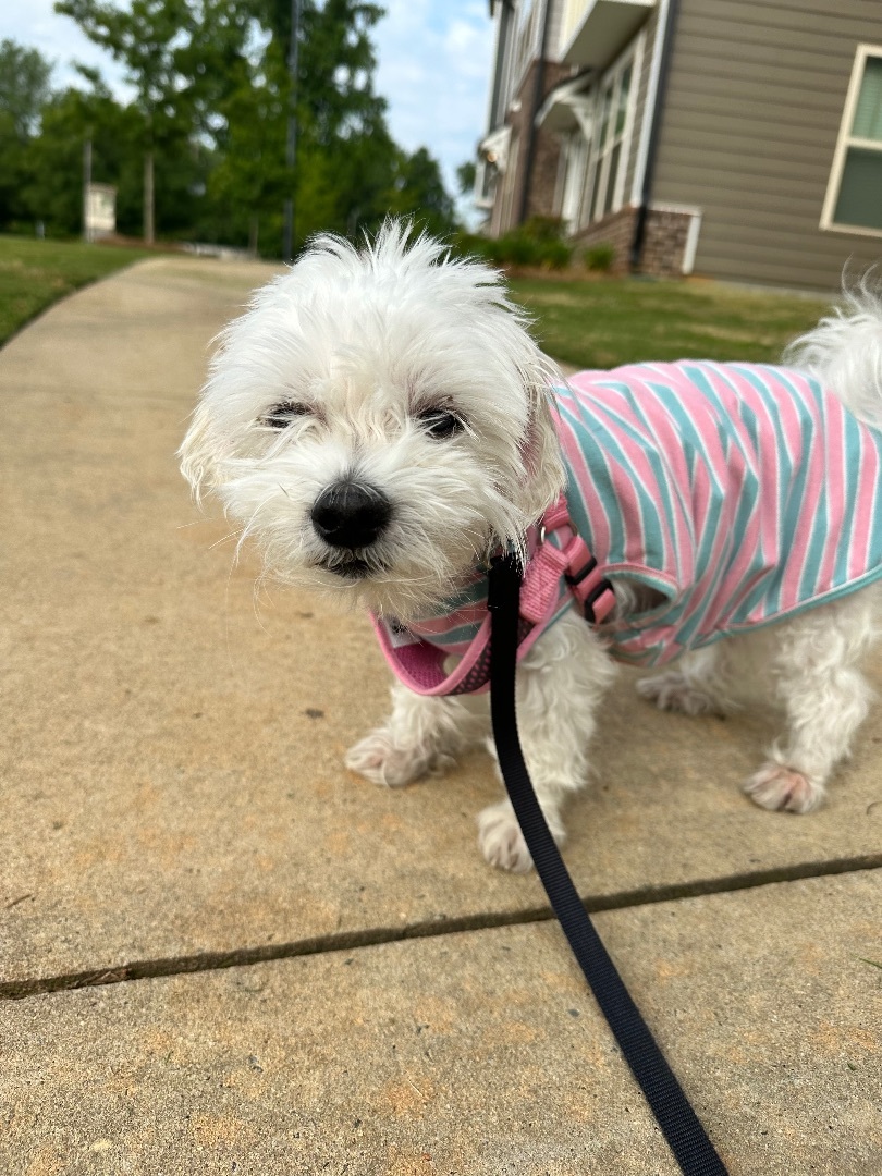 JoJo, Adopted, Senior Female Maltese.