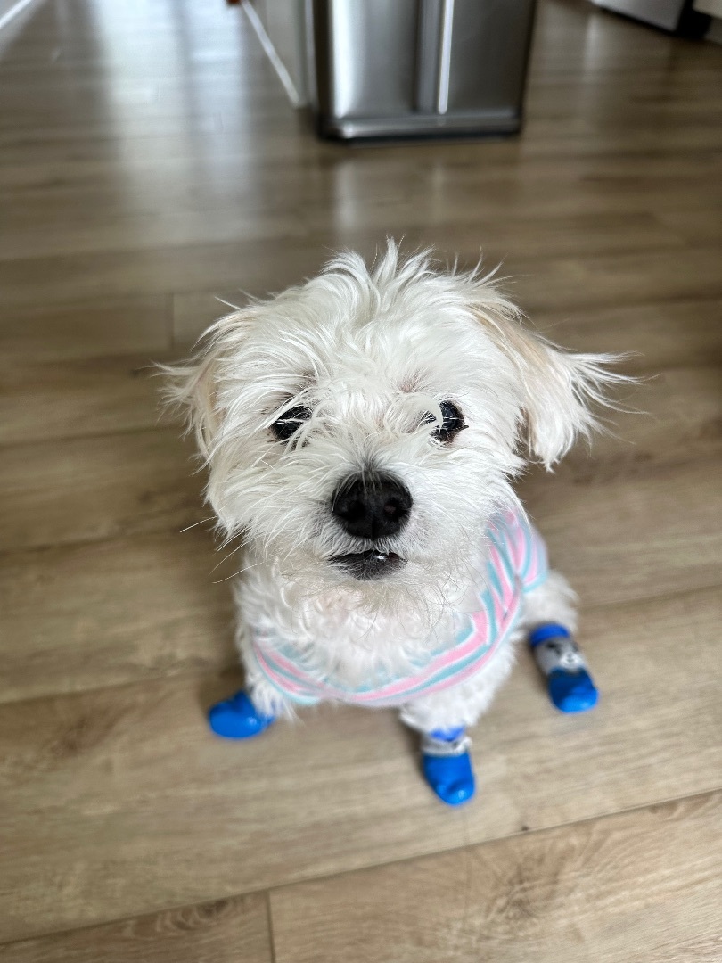 JoJo, a Adopted Maltese in Monroe, NC image 3/4