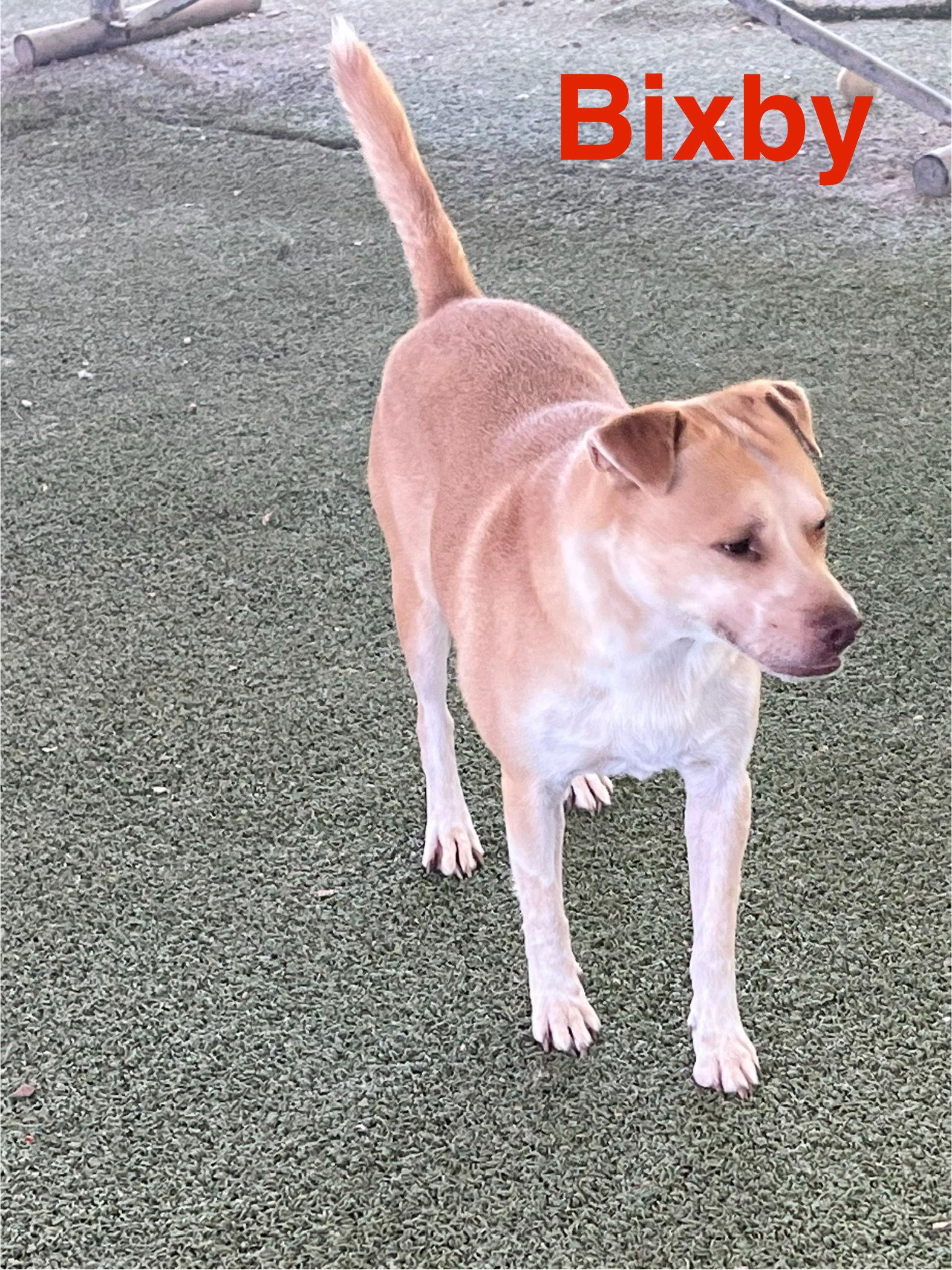 Bixby, Adoptable, Adult Male American Staffordshire Terrier.