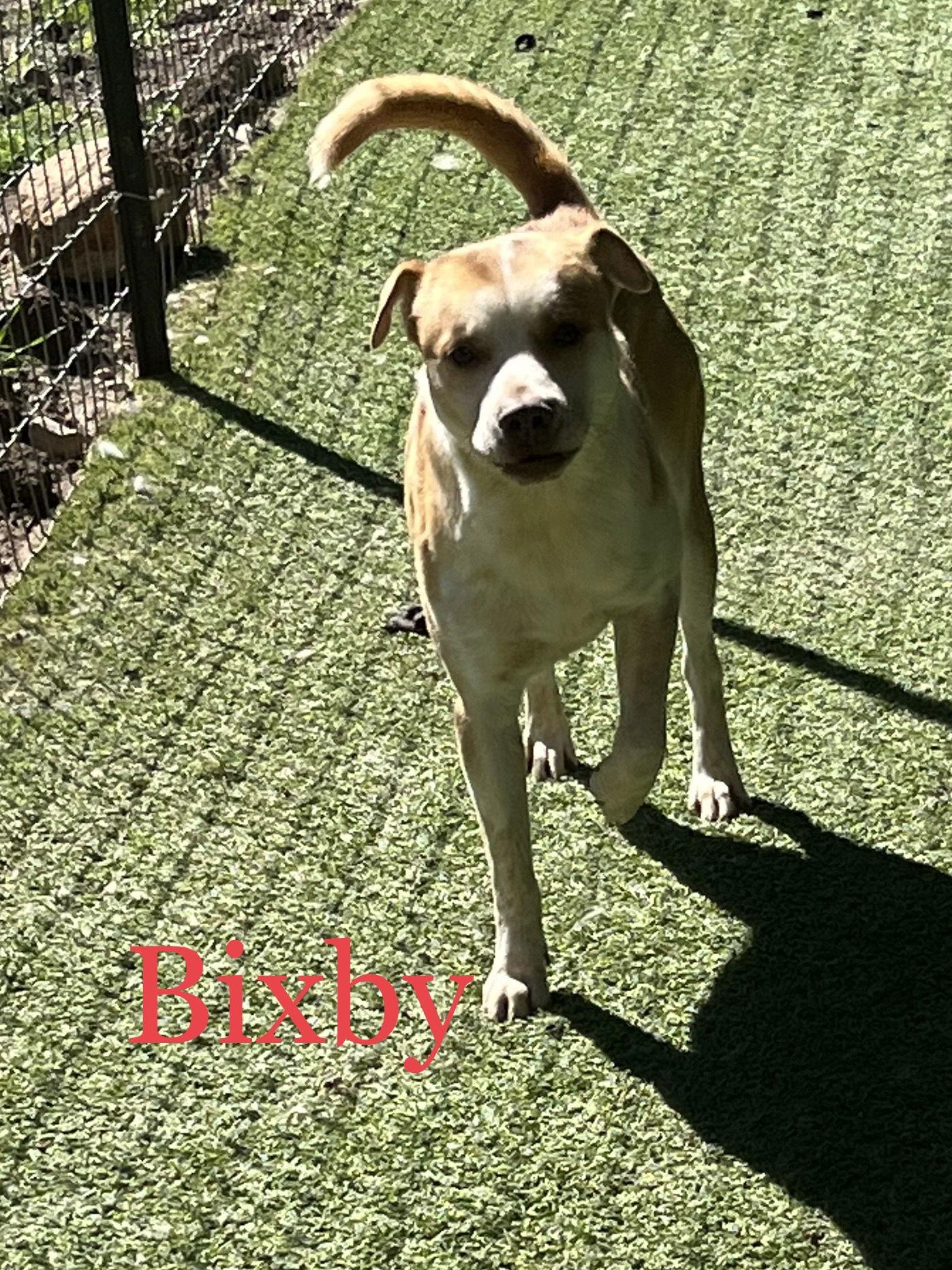 Enlarge Bixby, a Adoptable American Staffordshire Terrier in Pipe Creek, TX image 2/5