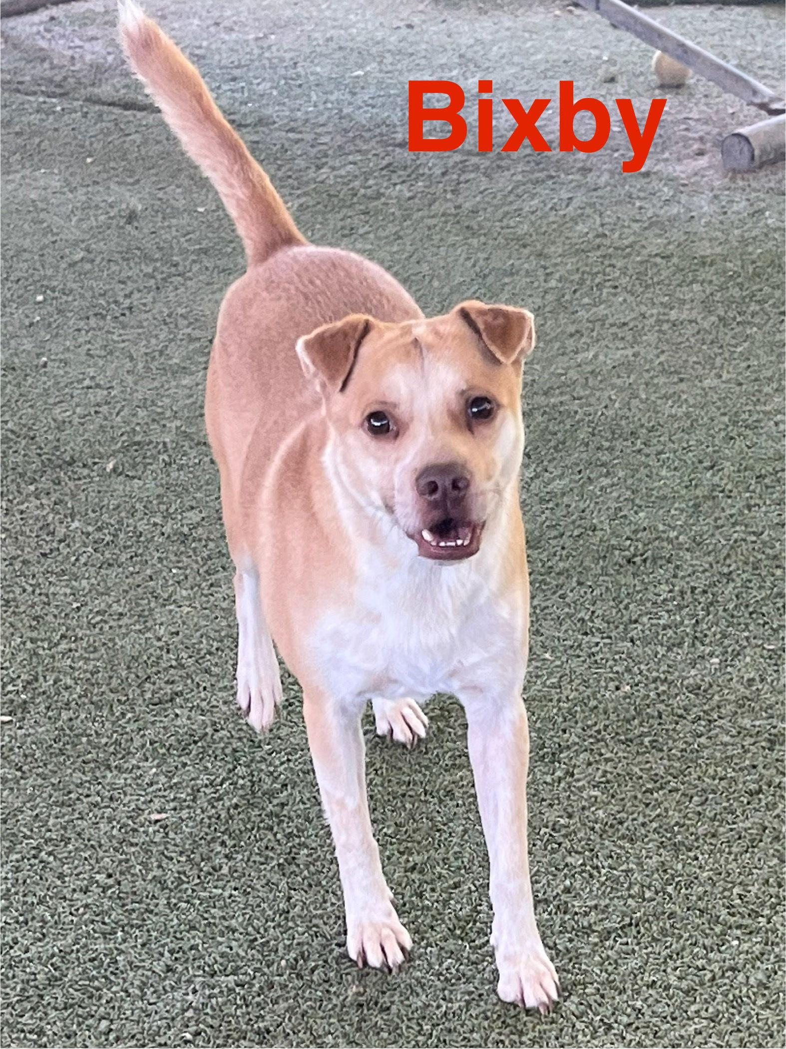 Enlarge Bixby, a Adoptable American Staffordshire Terrier in Pipe Creek, TX image 3/5