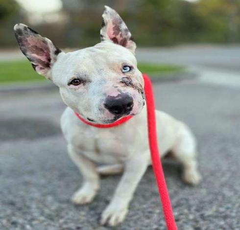 Enlarge Ronan, a Adopted mixed breed in Long Beach, CA image 1/1