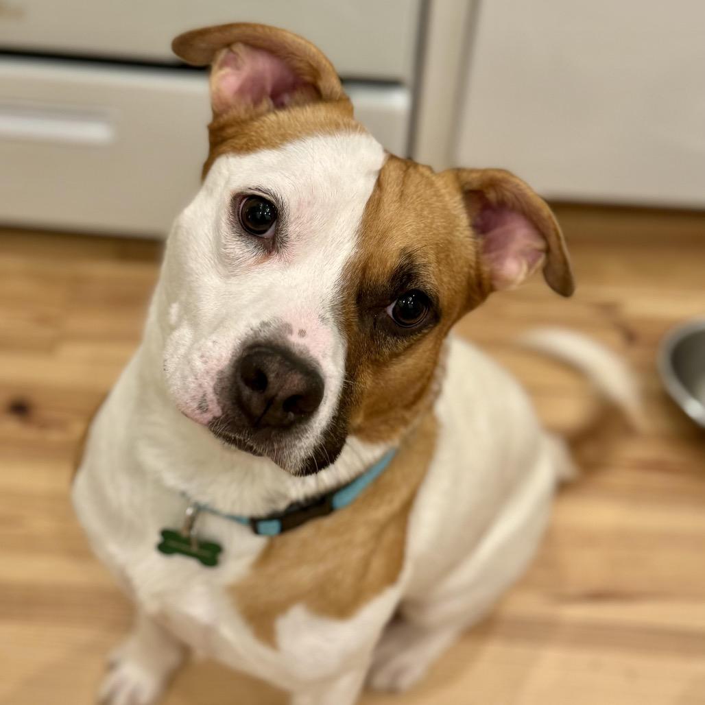 Tupelo (Reduced Rover), Adoptable, Adult Male Jack Russell Terrier & Cattle Dog.