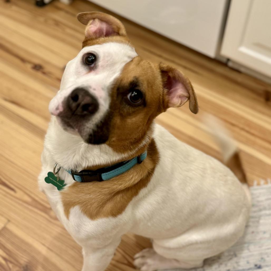 Enlarge Tupelo (Reduced Rover), a Adoptable mixed breed in New Orleans, LA image 2/5