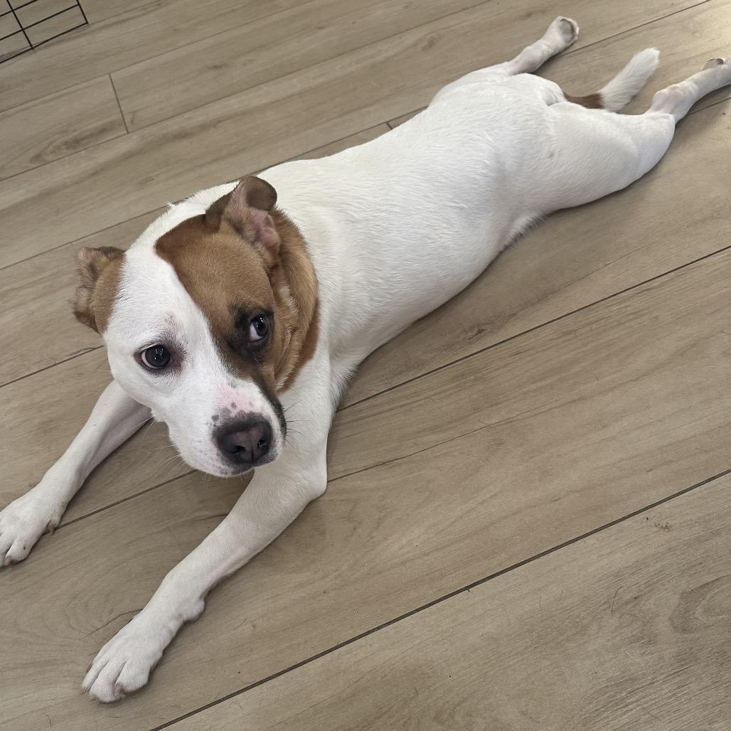 Enlarge Tupelo (Reduced Rover), a Adoptable mixed breed in New Orleans, LA image 3/5