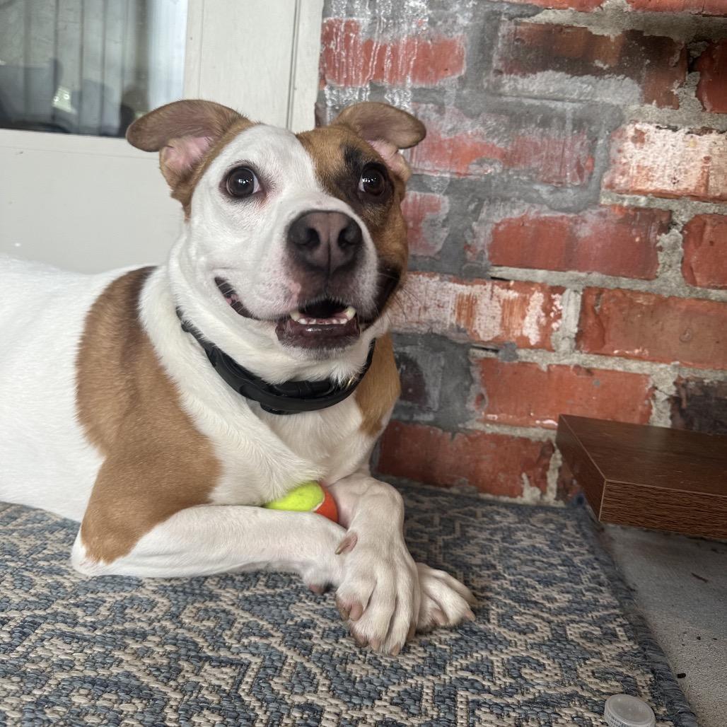 Enlarge Tupelo (Reduced Rover), a Adoptable mixed breed in New Orleans, LA image 4/5