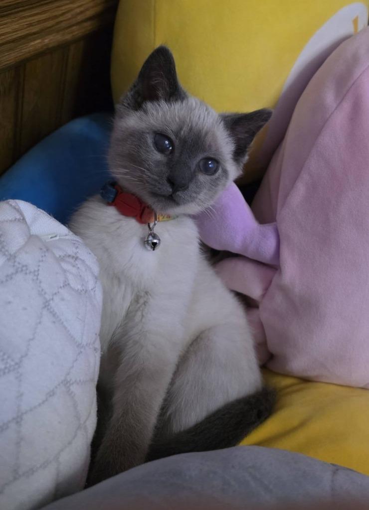 Boone, Adoptable, Kitten Male Siamese.