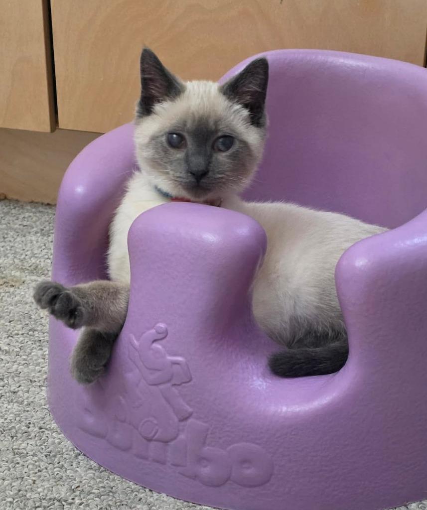 Boone, a Adoptable Siamese in Grand Forks, ND image 2/2