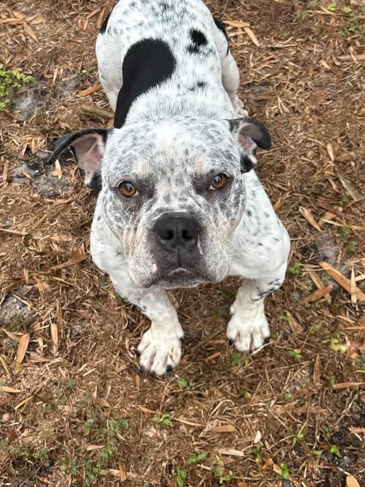 Enlarge Chase, a Adoptable Bulldog in Lutz, FL image 1/1