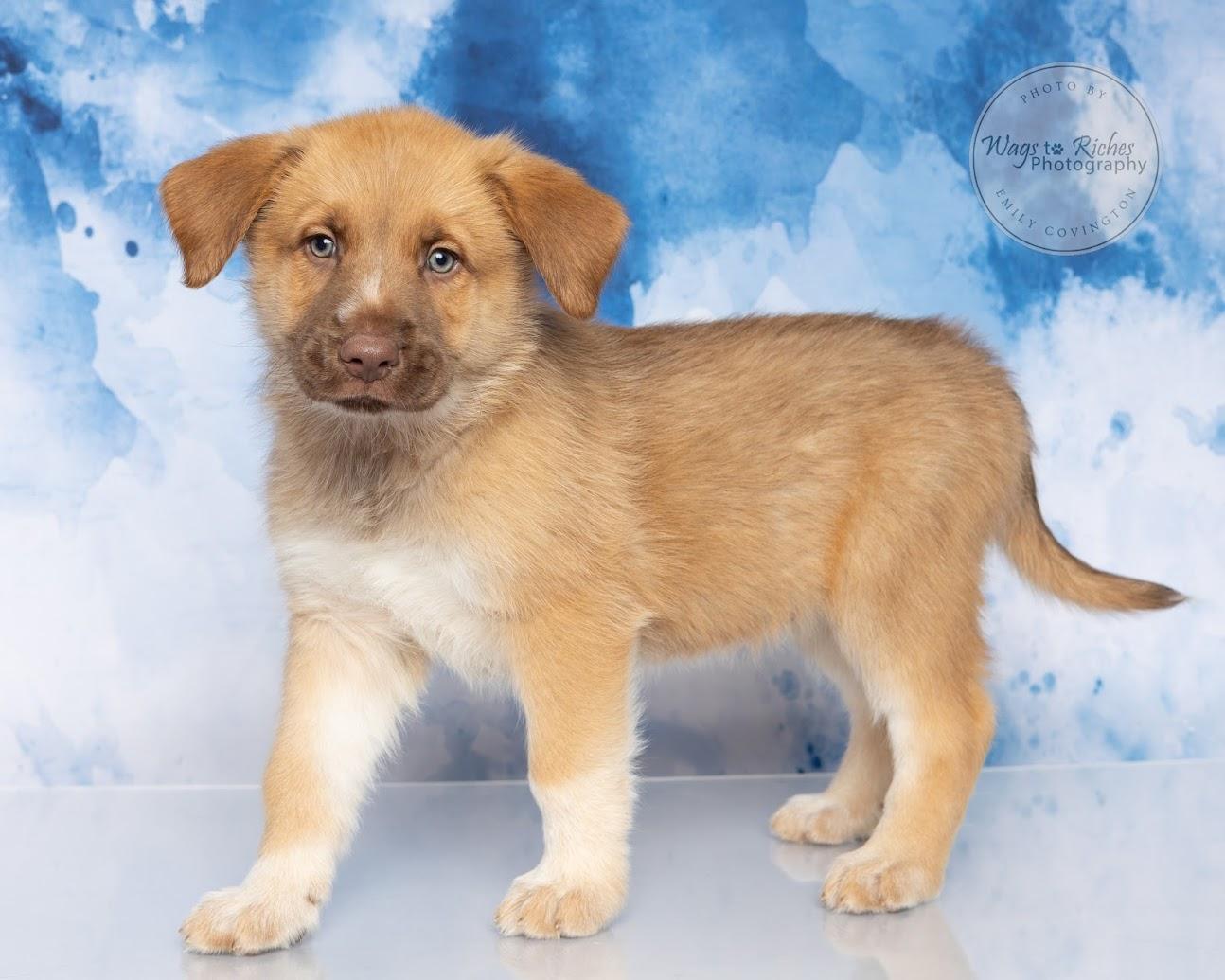 Enlarge Truffles - Adopted, an adopted mixed breed in Knoxville, TN image 5/6