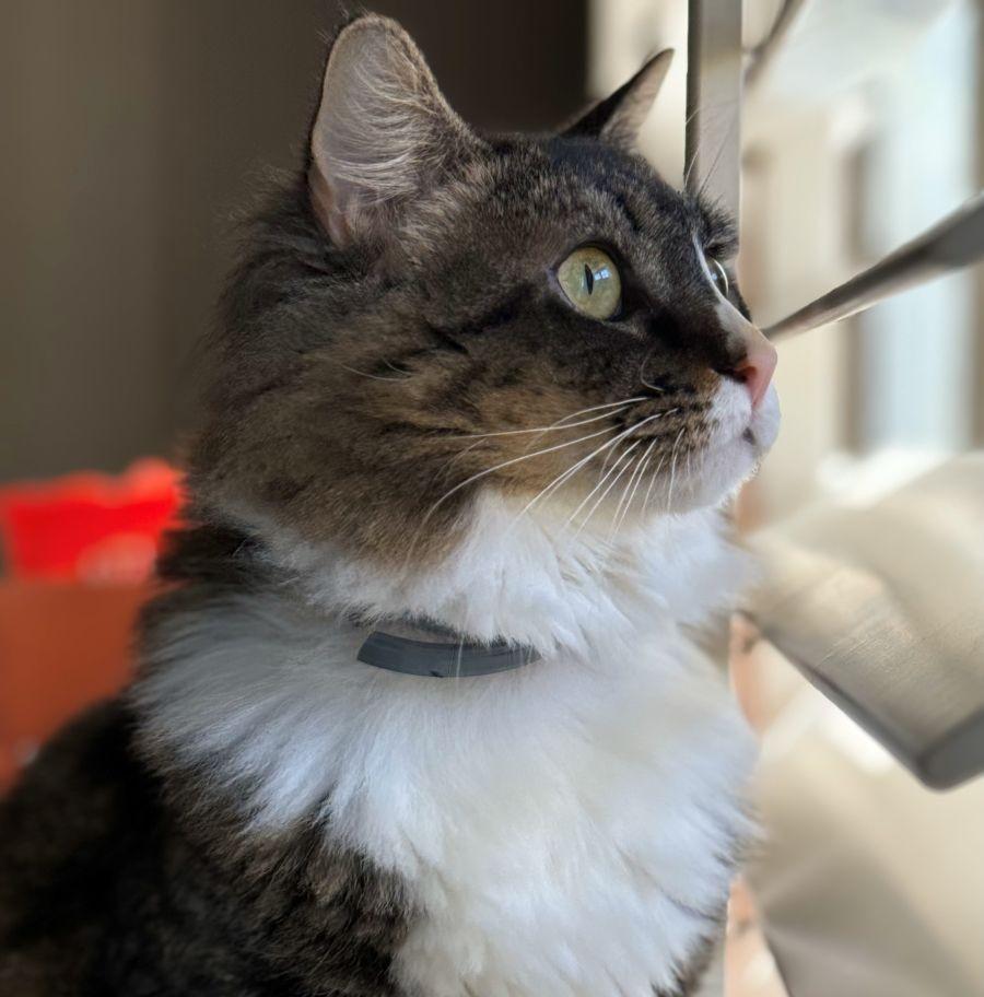 Daphne, Young Female Tabby