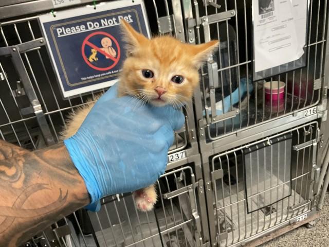 SOL, Adoptable, Young Male Domestic Short Hair.