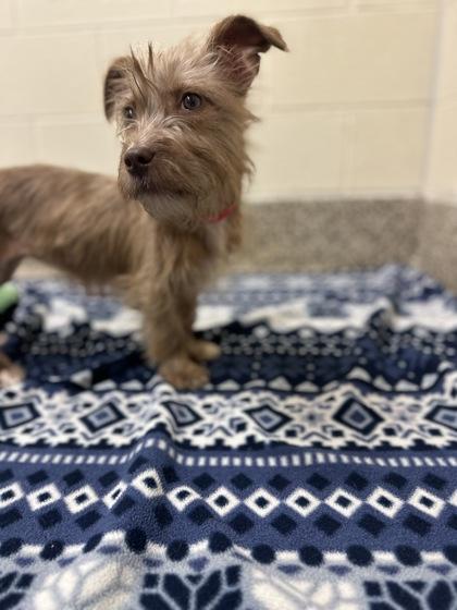 Brie, Adoptable, Puppy Female Terrier & Mixed Breed.