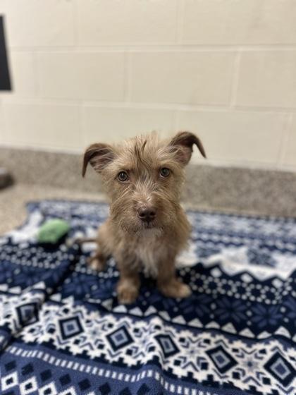 Enlarge Brie, a Adoptable mixed breed in Detroit, MI image 2/2