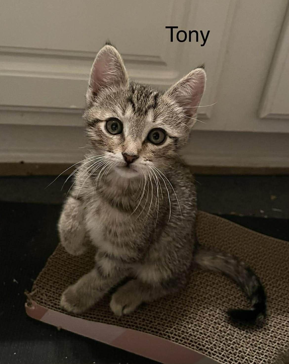 Enlarge Tony, an adopted mixed breed in Toronto, ON image 2/6