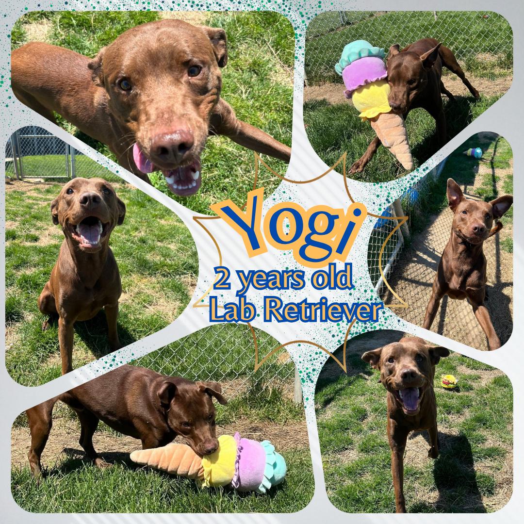 Enlarge Yogi, a ADOPTABLE mixed breed in Franklin, IN image 1/1