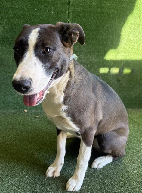 RUE, Adoptable, Young Female Pit Bull Terrier & Mixed Breed.