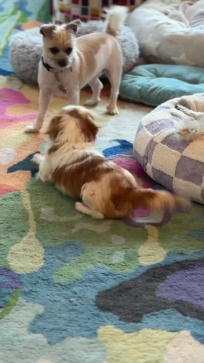 Enlarge Gingersnap, a ADOPTABLE mixed breed in Houston, TX video 5/6