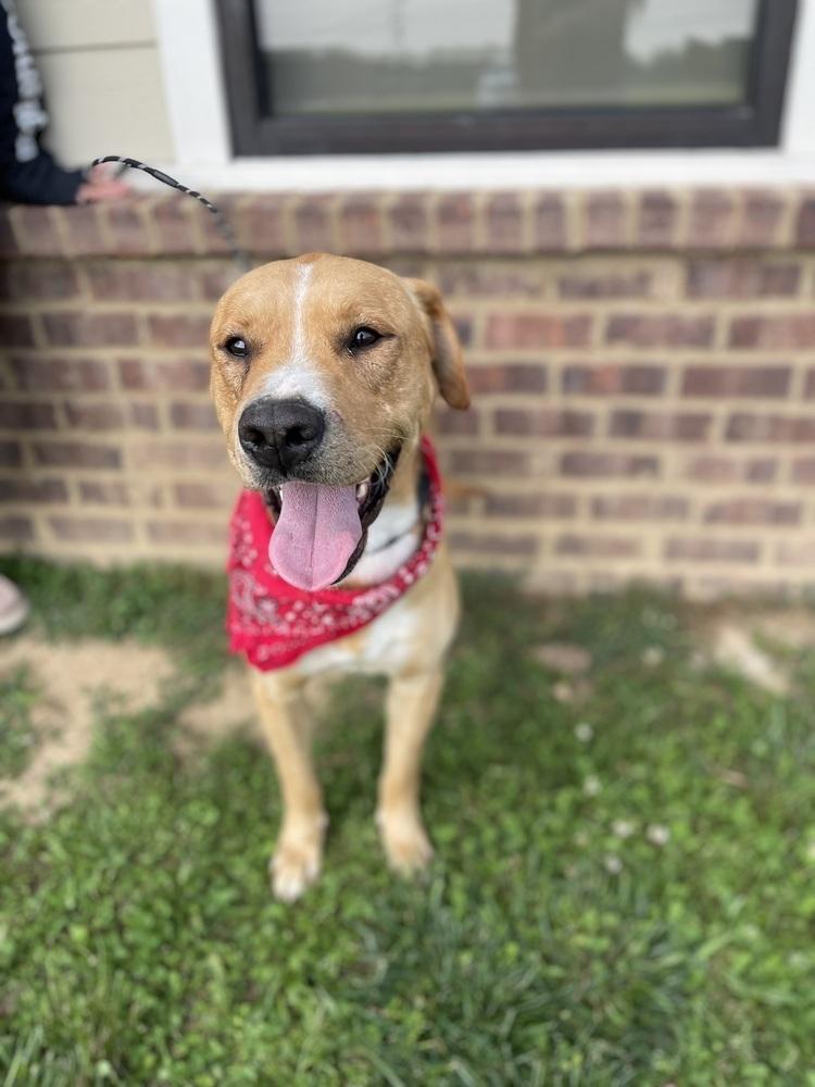 Barnaby, Adoptable, Senior Male Labrador Retriever.