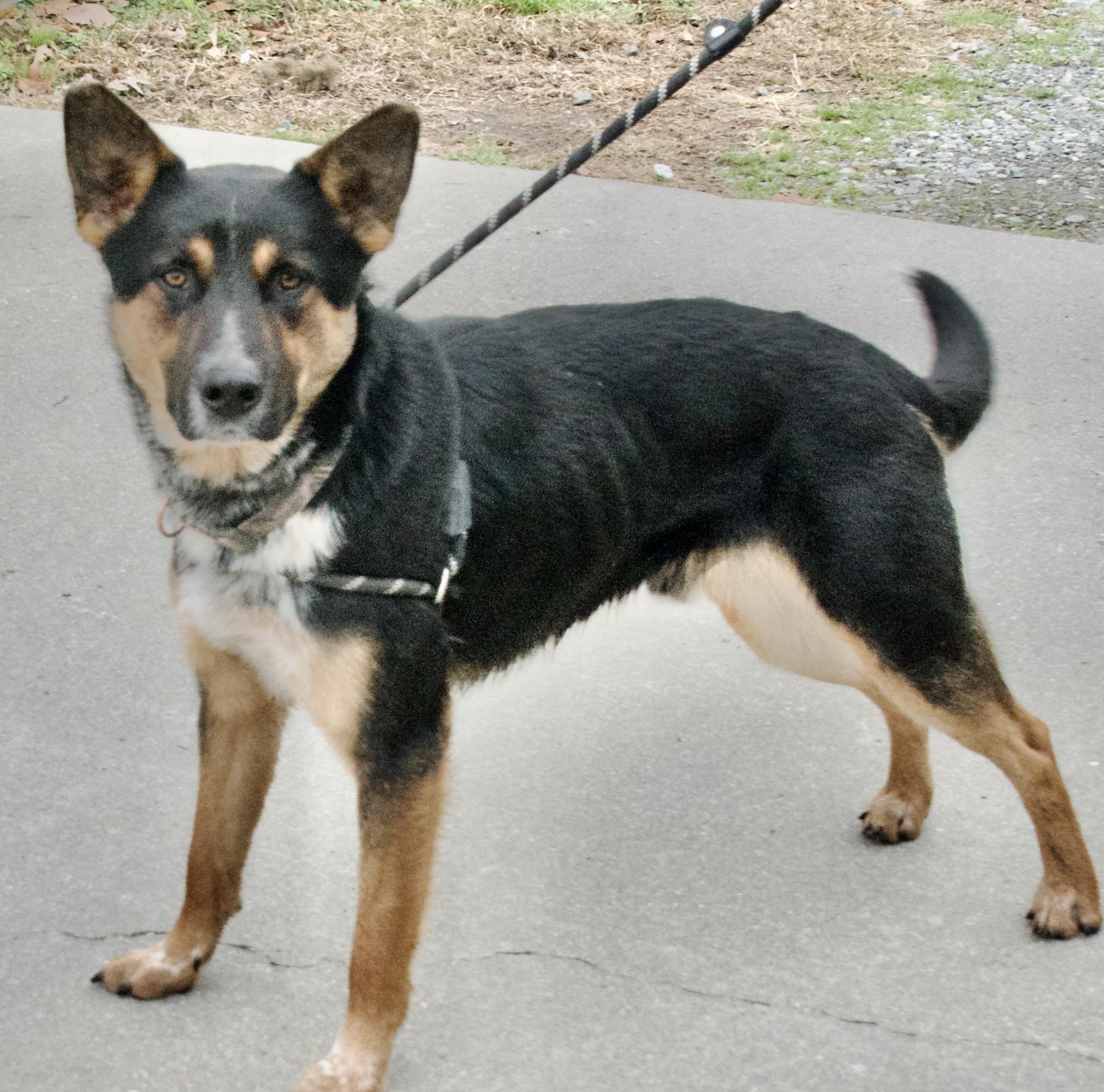 Enlarge Monk, a ADOPTABLE German Shepherd Dog in Gloucester, VA image 3/3
