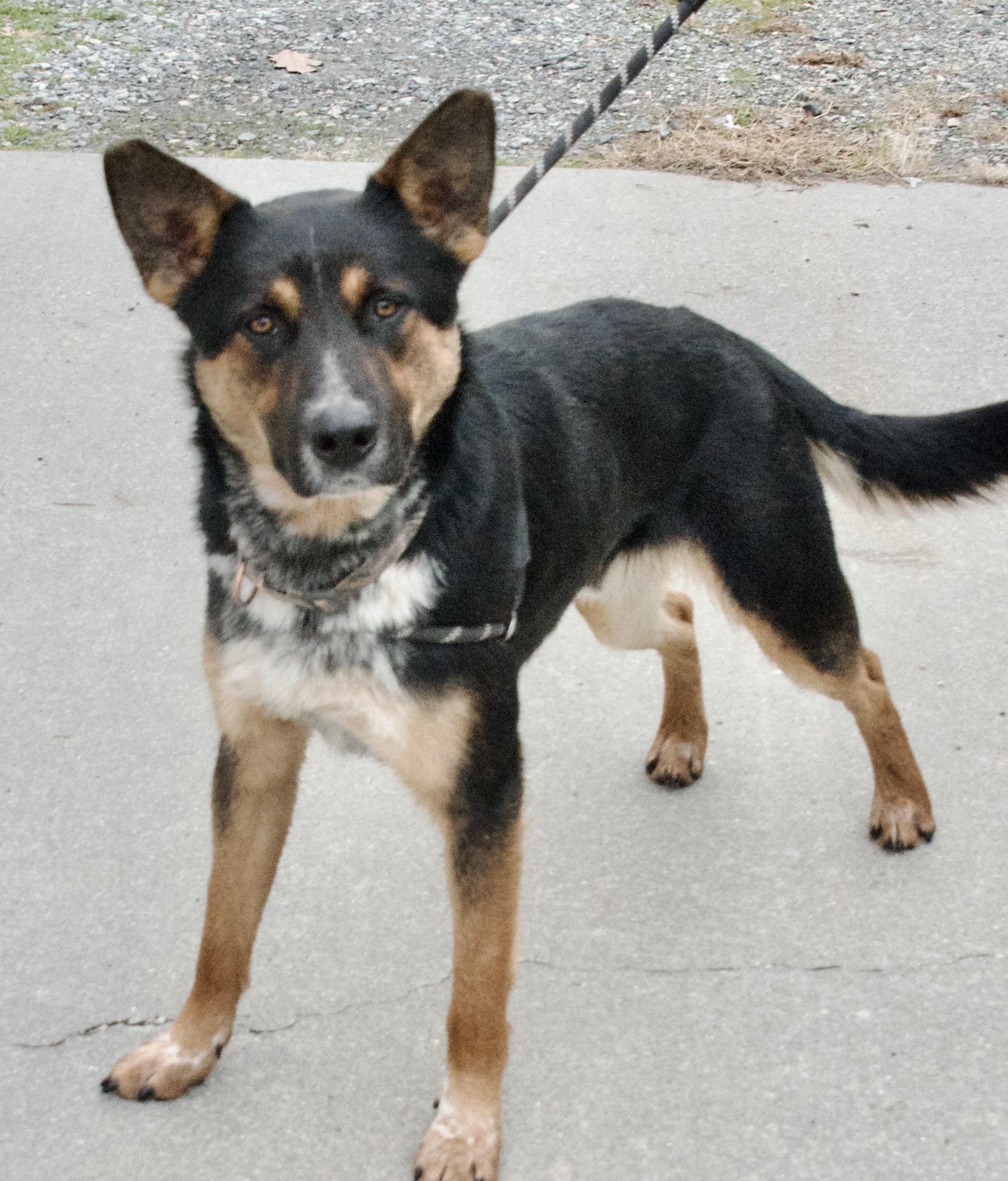 Enlarge Monk, a ADOPTABLE German Shepherd Dog in Gloucester, VA image 2/3