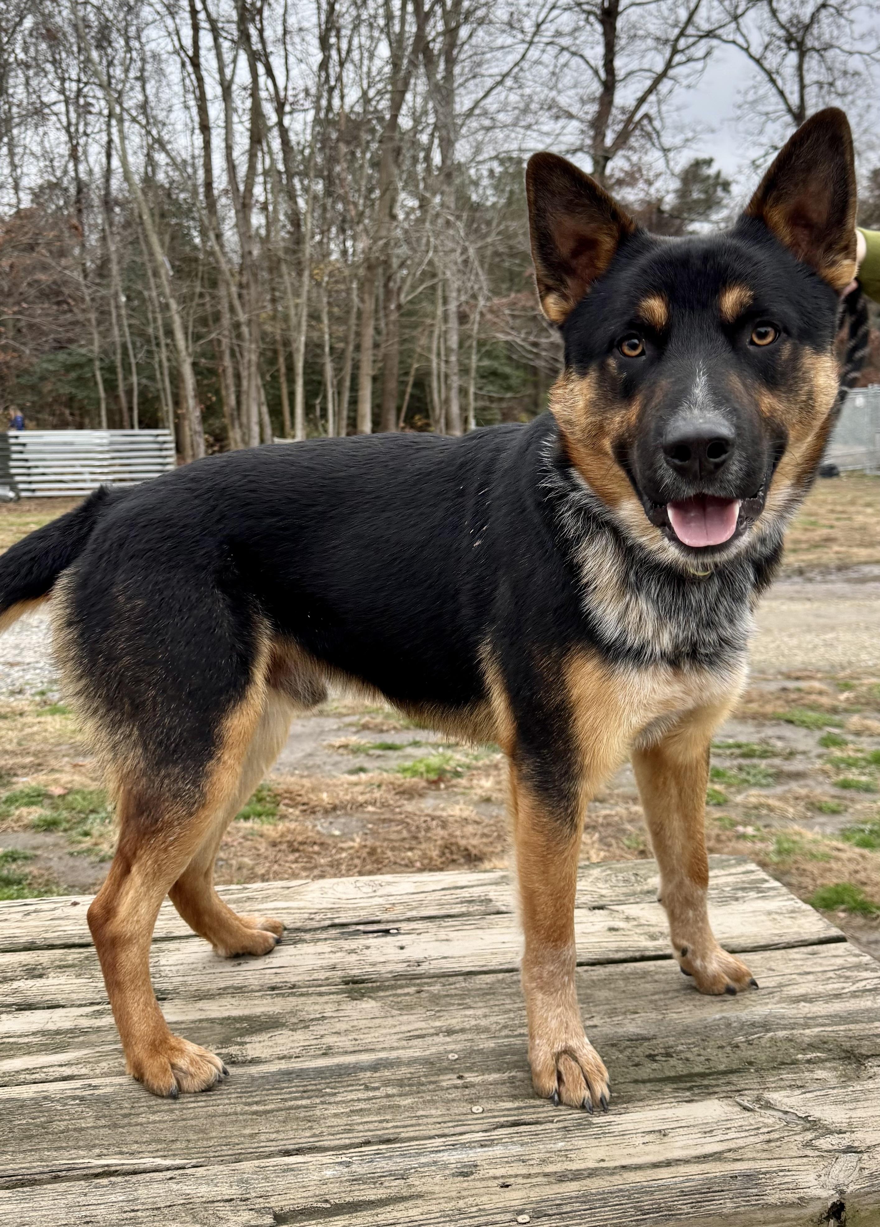 Enlarge Monk, a ADOPTABLE German Shepherd Dog in Gloucester, VA image 1/3