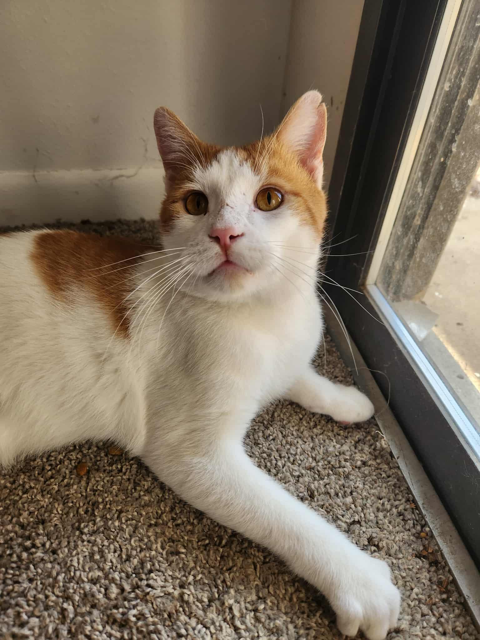 Enlarge Frederick (AG), a Adoptable Domestic Short Hair in Greenville, SC image 1/1