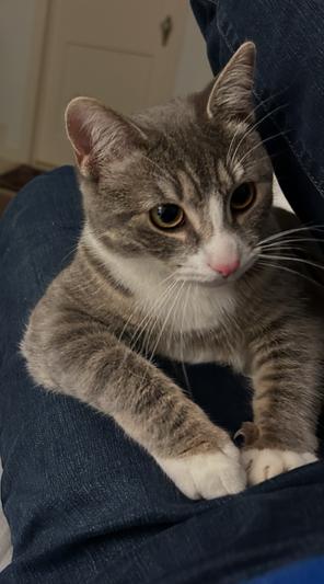 CARLY  - Sweet, Perfect, Bold So FUN! :), Adoptable, Young Female Domestic Short Hair & American Shorthair.