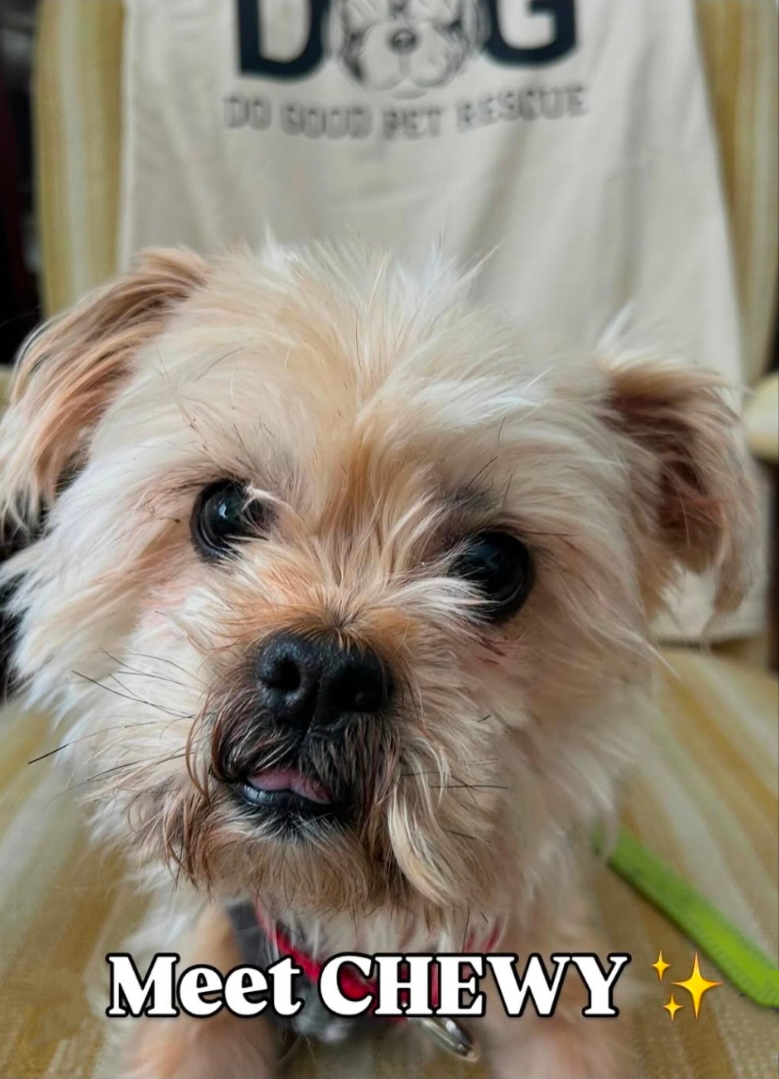 Enlarge Chewy, a ADOPTABLE mixed breed in Toronto, ON image 1/6