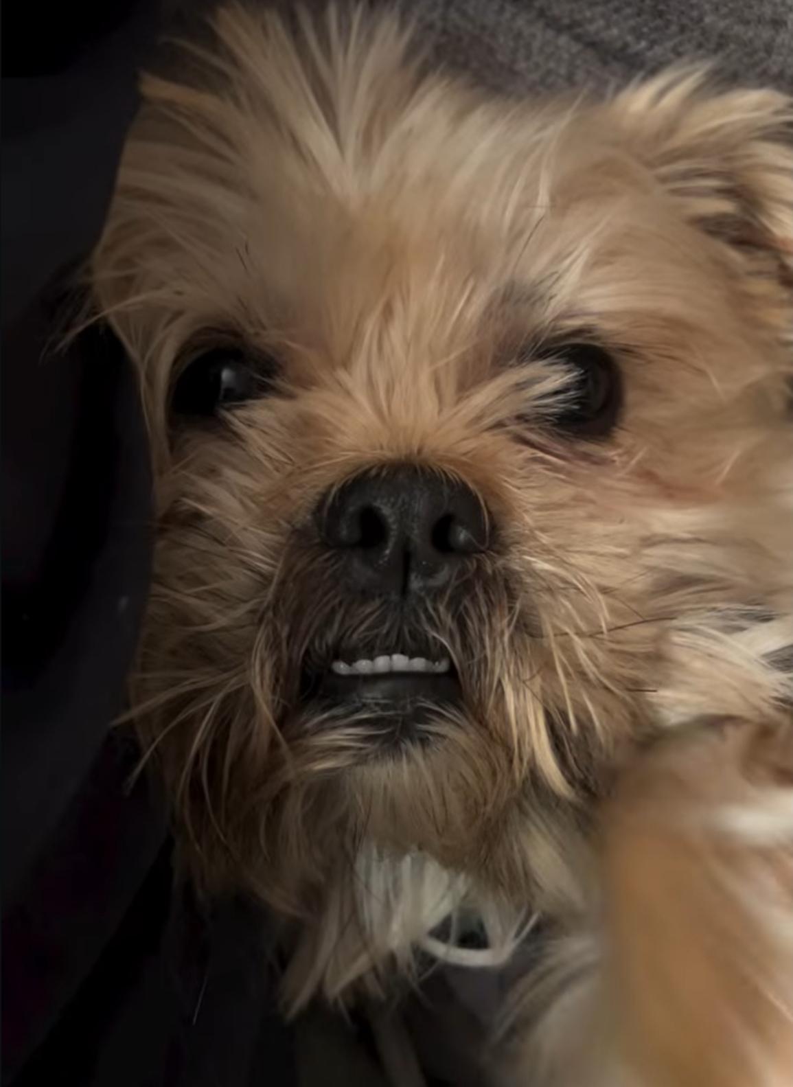 Yoyo/Chewy, ADOPTABLE, Adult Male Shih Tzu & Yorkshire Terrier.
