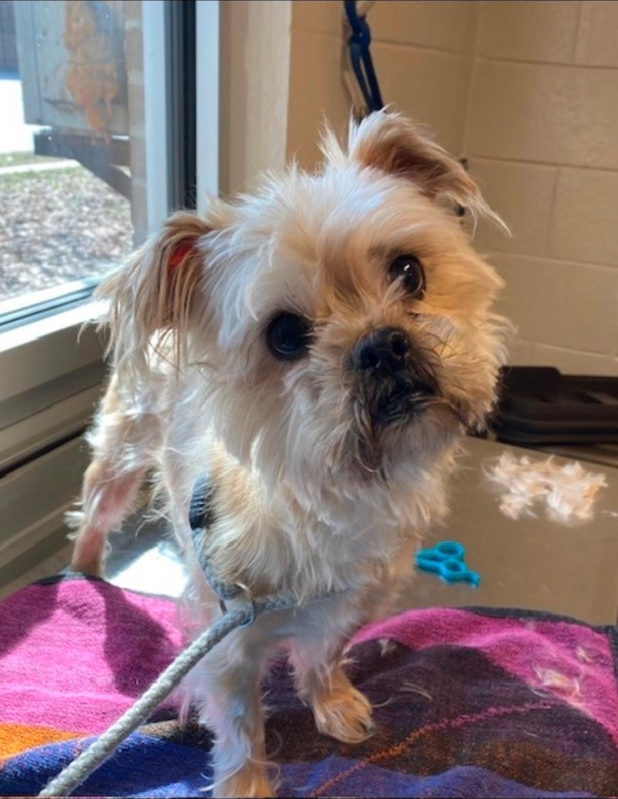 Enlarge Chewy, a ADOPTABLE mixed breed in Toronto, ON image 3/6