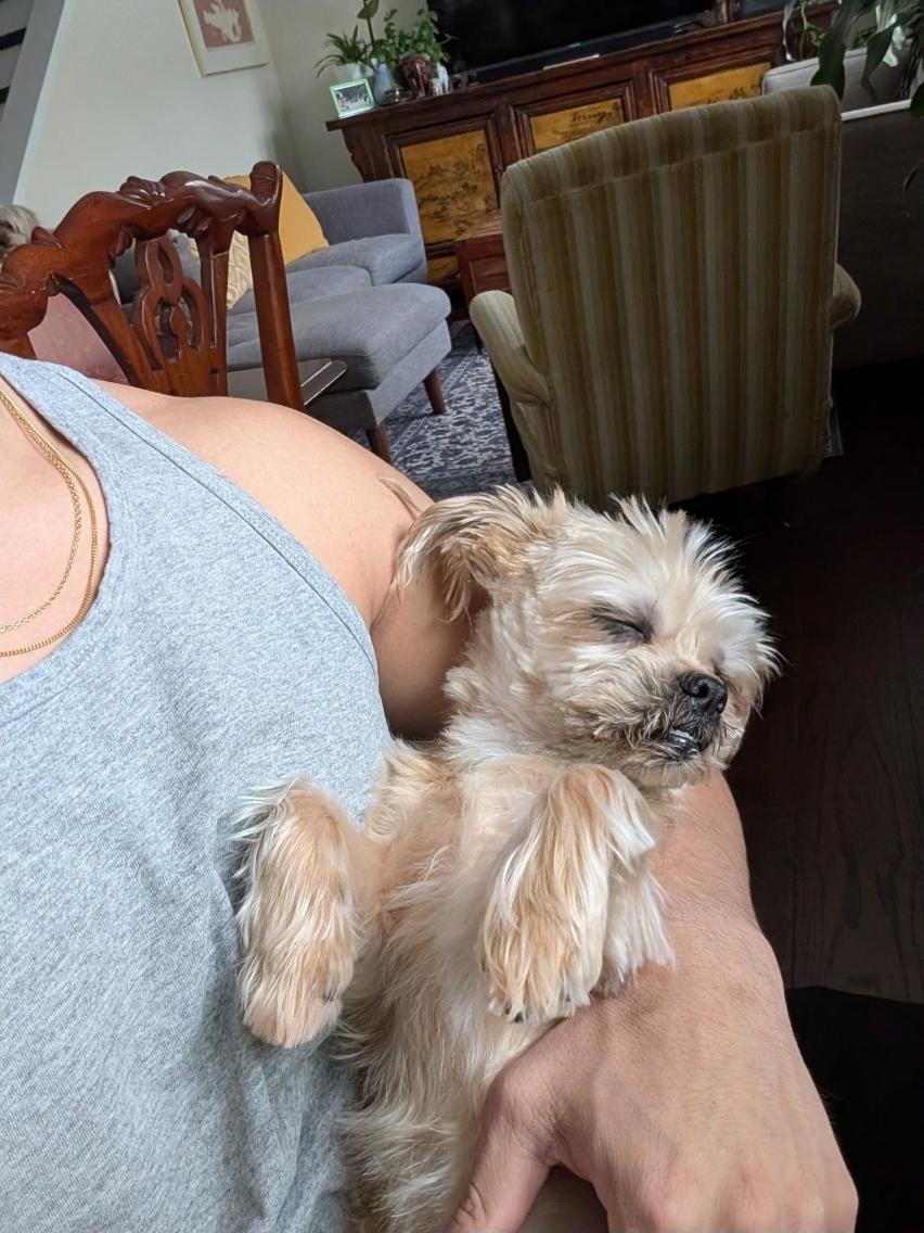 Enlarge Yoyo/Chewy, a ADOPTABLE mixed breed in Toronto, ON image 2/6