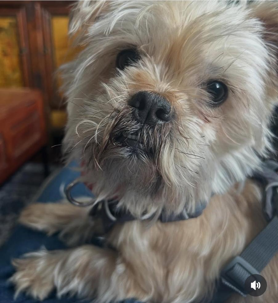 Enlarge Yoyo/Chewy, a ADOPTABLE mixed breed in Toronto, ON image 6/6