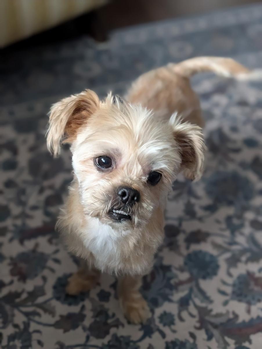 Enlarge Yoyo/Chewy, a ADOPTABLE mixed breed in Toronto, ON image 3/6