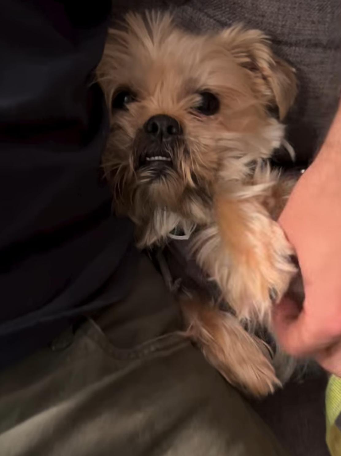 Enlarge Yoyo/Chewy, a ADOPTABLE mixed breed in Toronto, ON image 5/6