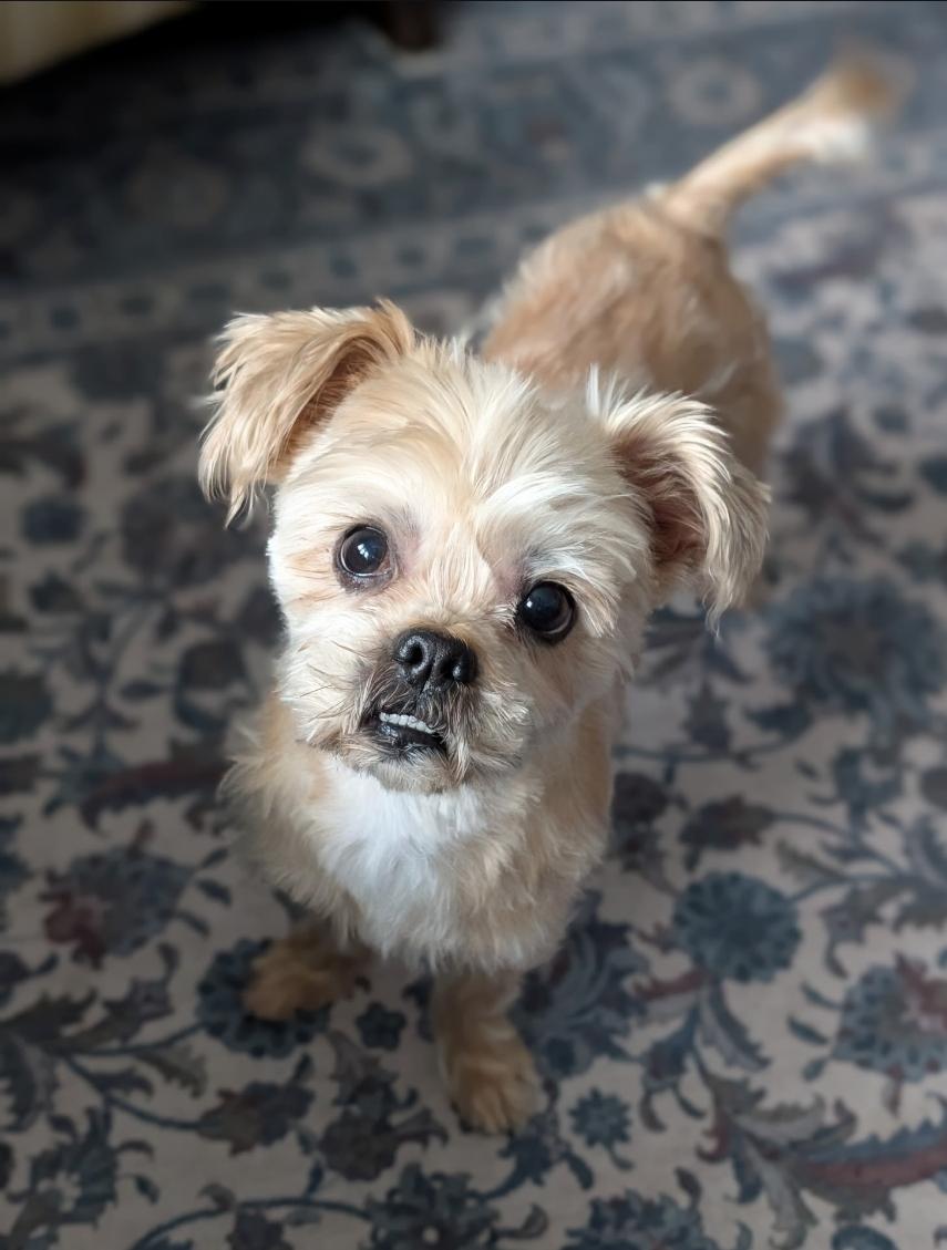 Enlarge Yoyo/Chewy, a ADOPTABLE mixed breed in Toronto, ON image 4/6